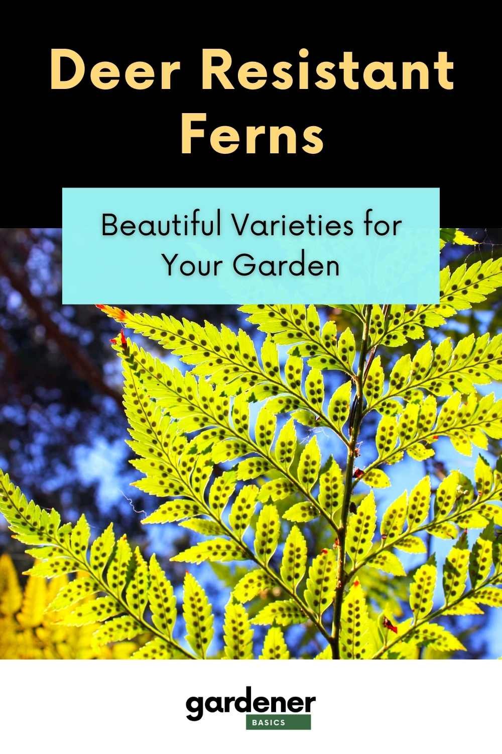 Deer Resistant Ferns The Top Five Picks — Gardening, Herbs, Plants